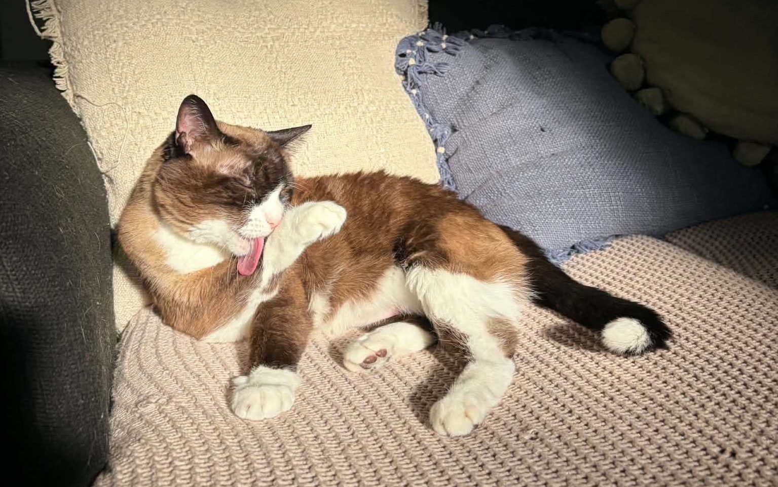 Karma cat